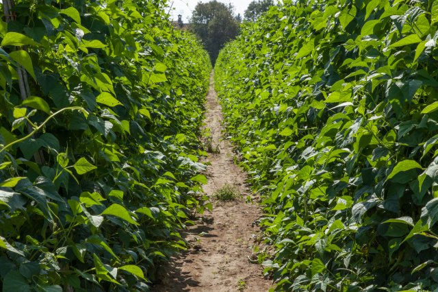 Cranberry Beans - Italy